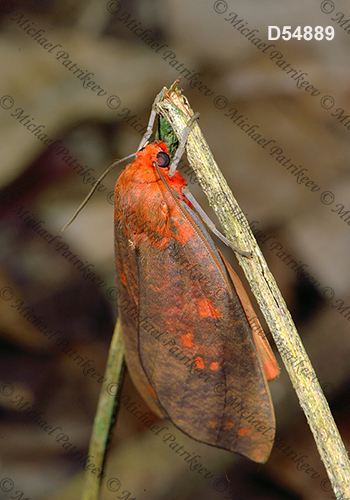 Ammalo helops (Arctiinae, Erebinae, Erebidae, Lepidoptera)